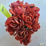 수연397(소) : 다육식물 - 엑스플랜트