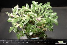 칠보수금 : 다육금 - 엑스플랜트