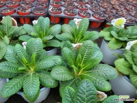 유럽앵초 폴리안나 페르시안위브 중품 : 야생화 - 엑스플랜트