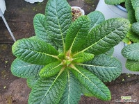 유럽앵초 폴리안나 페르시안위브 중품 : 야생화 - 엑스플랜트