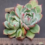 카시오적금0210-991 : 다육식물 - 엑스플랜트