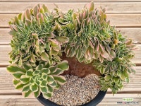 (에오니움)말리화철화 2-1151 : 다육철화 - 엑스플랜트