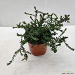 유매 풍성소품 : 공기정화식물 - 엑스플랜트