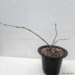 분홍 덜꿩나무(14동일품배송) : 공기정화식물 - 엑스플랜트