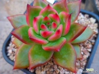 간츠0213 : 다육금 - 엑스플랜트