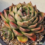 워아이니0214-61 : 다육식물 - 엑스플랜트