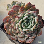 퓨어러브0214-98 : 다육식물 - 엑스플랜트