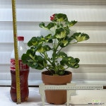 [유럽제라늄 해피소웃핑크] J0484-동일품 배송-높이 45cm 폭 30cm : 공기정화식물 - 엑스플랜트