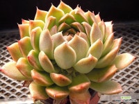 골드윈0214 : 다육식물 - 엑스플랜트