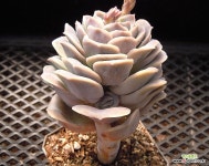 러블리로즈0214 : 다육식물 - 엑스플랜트