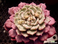 사라히메0214 : 다육식물 - 엑스플랜트