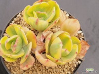 앙팡금 (한몸자연) 0215 : 다육금 - 엑스플랜트