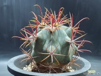 신선옥 실생4-5년생 국내산 세원선인장 : 선인장 - 엑스플랜트