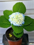 [청수국] 전국노지월동 긴꽃수명 J0500 -동일품 배송- 높이26cm 폭23cm : 야생화 - 엑스플랜트