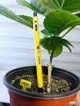[청수국] 전국노지월동 긴꽃수명 J0500 -동일품 배송- 높이26cm 폭23cm : 야생화 - 엑스플랜트