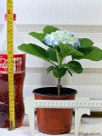 [청수국] 전국노지월동 긴꽃수명 J0500 -동일품 배송- 높이26cm 폭23cm : 야생화 - 엑스플랜트