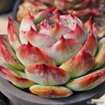 카시오적금0219-73 : 다육식물 - 엑스플랜트