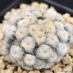 plumosa M-141 : 선인장 - 엑스플랜트 마밀라리아 시데아나... Mammillaria schiedeana var. plumosa M-141 : 선인장 - 엑스플랜트
