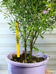 [보르니아 피나타] 잎에서 은은한 솔향기와 아름다운 꽃 J0504 -동일품 배송- 높이40cm 폭30cm : 공기정화식물 - 엑스플랜트