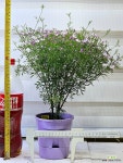 [보르니아 피나타] 잎에서 은은한 솔향기와 아름다운 꽃 J0504 -동일품 배송- 높이40cm 폭30cm : 공기정화식물 - 엑스플랜트
