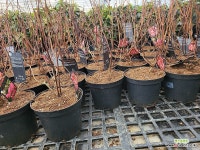 수국(캔디벨소르벳) : 야생화 - 엑스플랜트