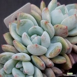 먼로0222-353 : 다육식물 - 엑스플랜트