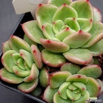 드라큐라0223-963 : 다육식물 - 엑스플랜트