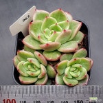 드라큐라0223-963 : 다육식물 - 엑스플랜트