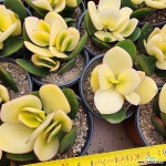 황금염자(염좌) : 다육식물 - 엑스플랜트