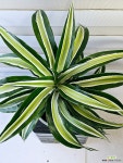 [드라세나 말라이카] 잎의선율과 무늬의 아름다움 J0546 -동일품 배송- 높이40cm 폭40cm : 공기정화식물 - 엑스플랜트