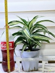 [드라세나 말라이카] 잎의선율과 무늬의 아름다움 J0546 -동일품 배송- 높이40cm 폭40cm : 공기정화식물 - 엑스플랜트