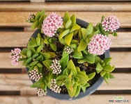 신동(51) : 다육식물 - 엑스플랜트