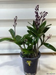 [긴기아난] 베란다월동 향기 J0554 -동일품 배송- 높이 40cm 폭 30cm : 석곡 - 엑스플랜트