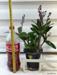 [긴기아난] 베란다월동 향기 J0554 -동일품 배송- 높이 40cm 폭 30cm : 석곡 - 엑스플랜트