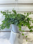 [하트 아이비] 베란다월동 J0559 -동일품 배송- 높이 25cm 폭 65cm : 공기정화식물 - 엑스플랜트