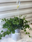 [하트 아이비] 베란다월동 J0559 -동일품 배송- 높이 25cm 폭 65cm : 공기정화식물 - 엑스플랜트