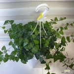 [하트 아이비] 베란다월동 J0559 -동일품 배송- 높이 25cm 폭 65cm : 공기정화식물 - 엑스플랜트