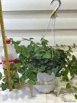 [하트 아이비] 베란다월동 J0559 -동일품 배송- 높이 25cm 폭 65cm : 공기정화식물 - 엑스플랜트