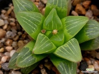 이름모름(금무늬종) 53-152 : 하월시아 - 엑스플랜트