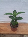 커피나무 : 관엽식물 - 엑스플랜트