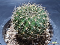 로비비아 실생 꽃추천 국내산 세원선인장 : 선인장 - 엑스플랜트