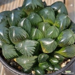 대창수정진주군생0306-96 : 하월시아 - 엑스플랜트