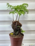 [황금송 고사리] J0578 -동일품 배송- 높이 40cm 폭 25cm : 공기정화식물 - 엑스플랜트