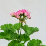 스완랜드핑크 제라늄 유럽제라늄 로즈버드계 : 야생화 - 엑스플랜트