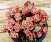 목대 수연 : 다육식물 - 엑스플랜트