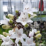 다년생 노지월동 야생화 팬스테몬 웃음꽃농장 : 야생화 - 엑스플랜트