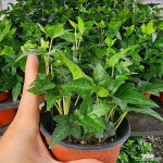 웃음꽃농장 관엽식물 공기정화식물 아이비 키우기쉬운 덩쿨 식물 실내 거실 집들이선물 10cm 3포트 : 야생화 - 엑스플랜트