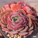 동영상] 러브포션60-460 : 다육식물 - 엑스플랜트