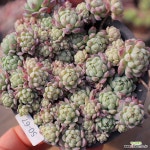 동영상]설탕공주(분리될수있음)50-67 : 다육식물 - 엑스플랜트