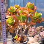 동영상]홍매화(적심군생)50-222 : 다육식물 - 엑스플랜트